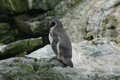 Spheniscus humboldti