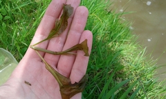 Potamogeton amplifolius