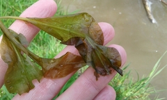 Potamogeton amplifolius