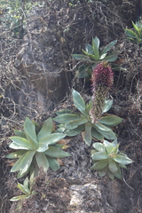 Agave mitis