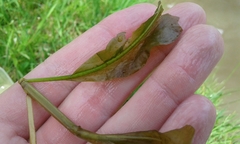 Potamogeton amplifolius