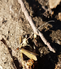 Mystacides longicornis