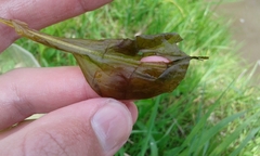 Potamogeton amplifolius