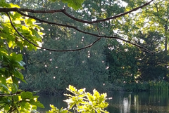 Mystacides longicornis