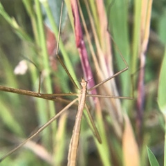 Apterobittacus apterus