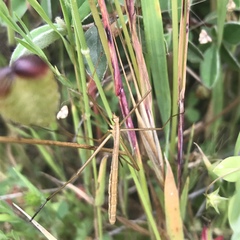 Apterobittacus apterus