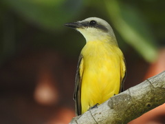 Tyrannus albogularis