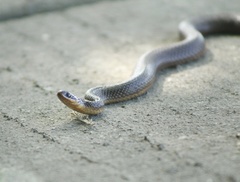 Liodytes rigida sinicola