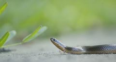 Liodytes rigida sinicola