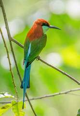 Rufous-Crowned Bee-Eater photo 5