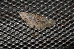 Psilalcis galsworthyi