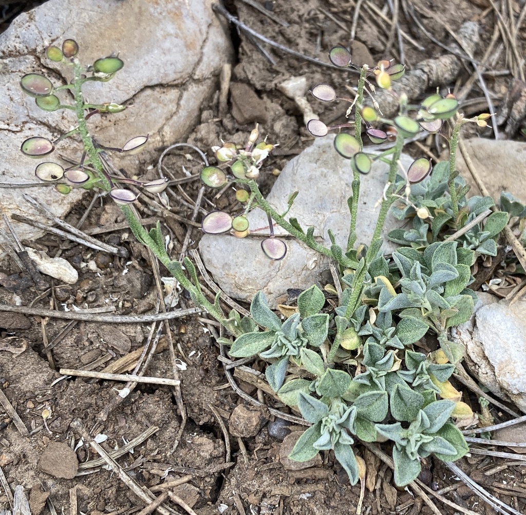 Hormathophylla cochleata