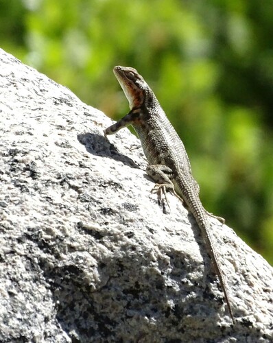 iNaturalist observation photo of Common Sagebrush Lizard