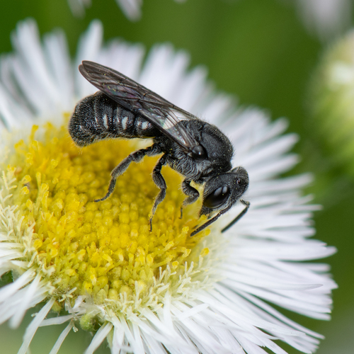Compressed Dark Bee