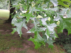 Quercus texana
