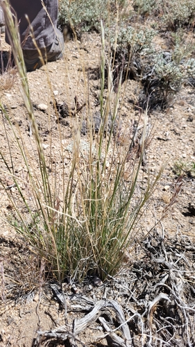 Thurber's Needlegrass (Eriocoma thurberiana)