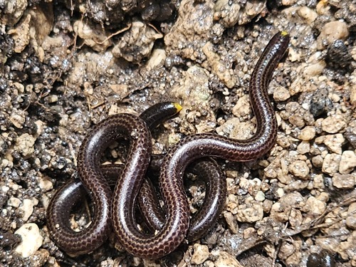 Vindum's Worm Snake, Epictia vindumi