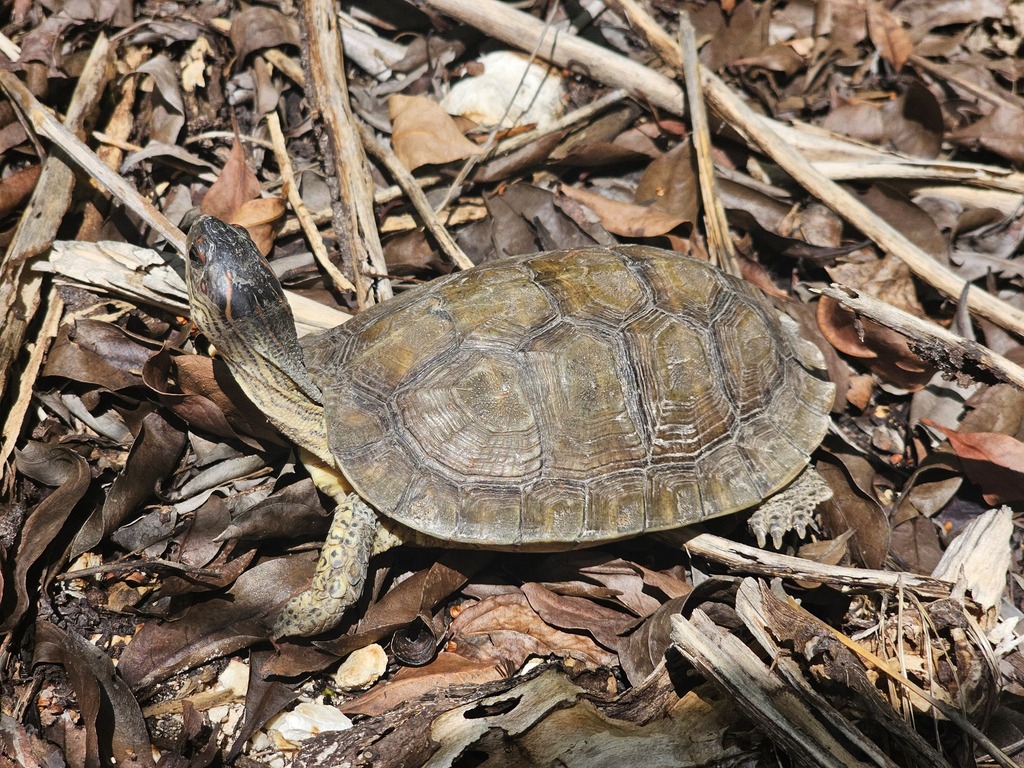 ミゾヤマガメ
