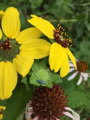 Graphocephala hieroglyphica