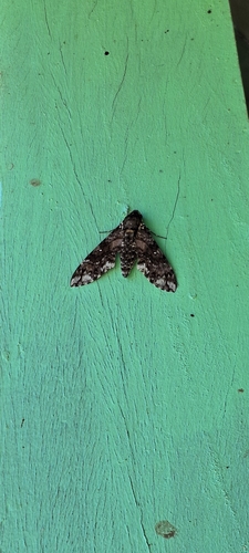 Manduca leucospila