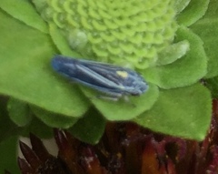 Graphocephala hieroglyphica