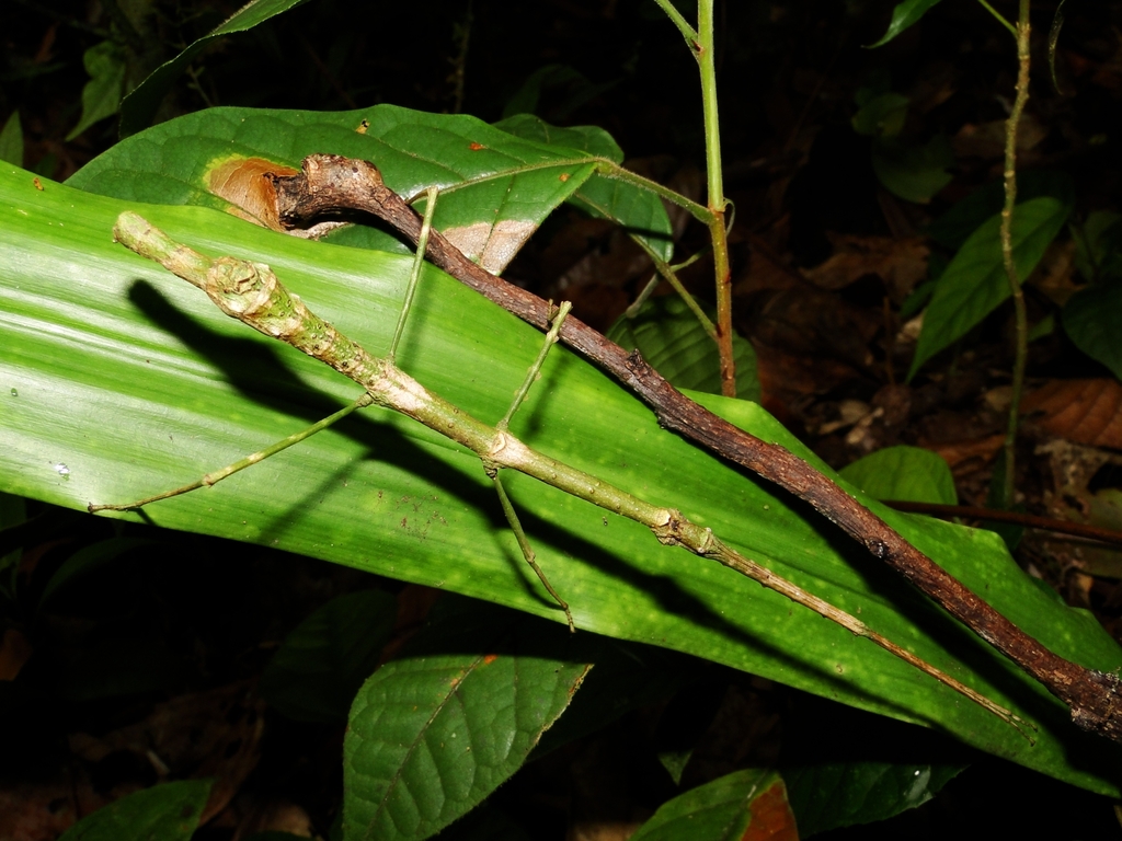 Paronogastris squamigera