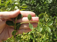 Fraxinus dipetala