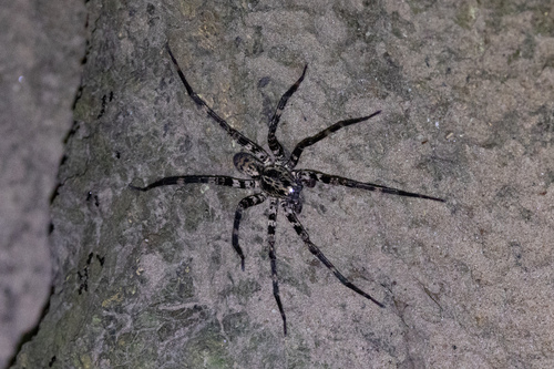 Ctenus inaja