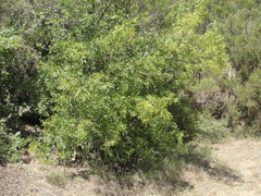 Fraxinus dipetala