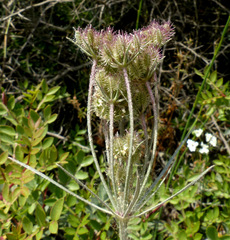 Daucus glaber