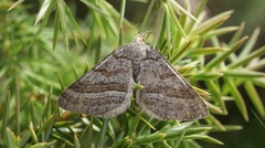 Scotopteryx coarctaria