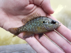 Warmouth photo 3