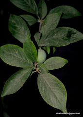 Magnoliopsida