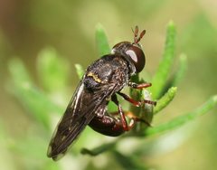 Microdon brachycerus brachycerus