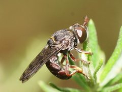 Microdon brachycerus brachycerus