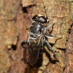 Malometasternum rufocaudatum