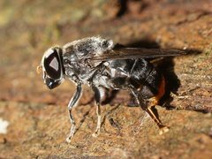 Malometasternum rufocaudatum