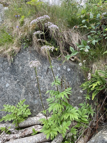 Image of Valeriana excelsa by no rights reserved
