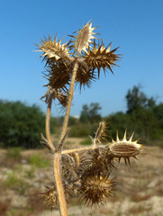 Daucus pumilus