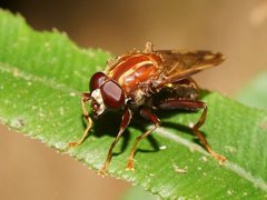 Odyneromyia transparens