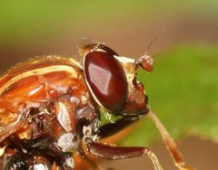 Odyneromyia transparens