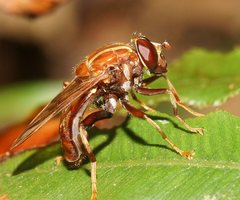 Odyneromyia transparens