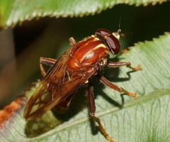 Odyneromyia transparens