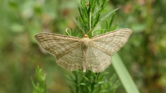 Idaea macilentaria
