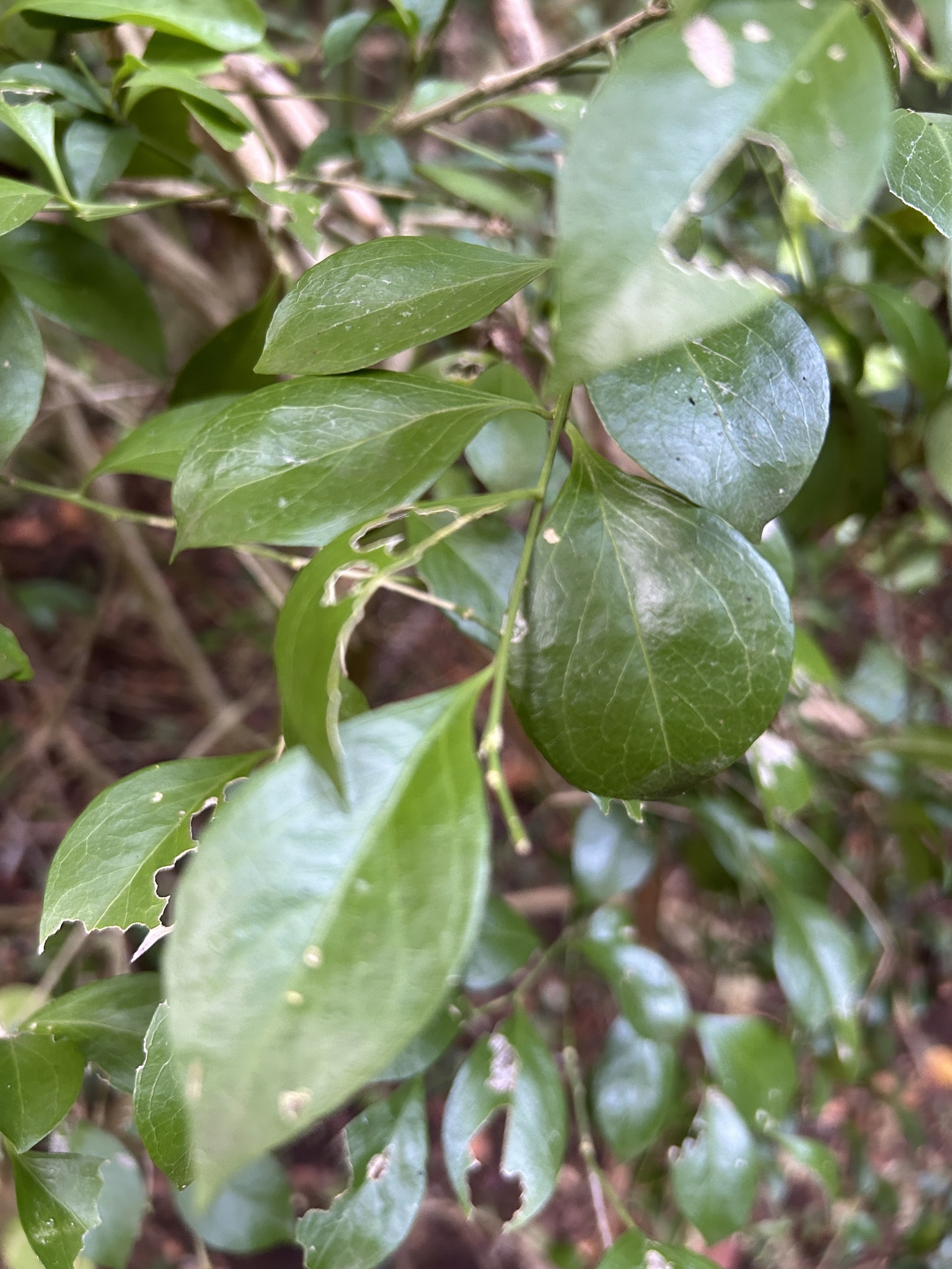 Imagem de Cola-navalha