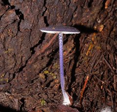 Entoloma panniculus