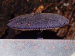 Entoloma panniculus