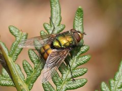 Microrutilia