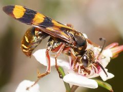 Calopompilus auropilosellus
