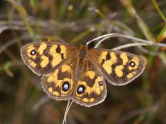 Heteronympha cordace comptena